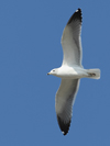 Larus armenicus