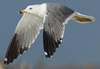 Larus armenicus