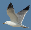 Larus armenicus