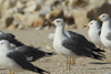 Larus armenicus