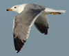 Larus armenicus
