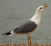 Larus armenicus