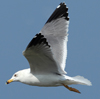 Larus armenicus