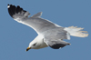 Larus armenicus