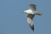 Larus armenicus