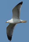 Larus armenicus