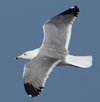 Larus armenicus