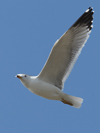 Larus armenicus