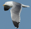 Larus armenicus