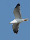 Larus armenicus