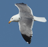 Larus armenicus