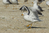 Larus armenicus
