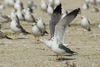 Larus armenicus