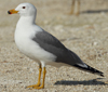 Larus armenicus