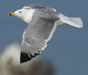 Larus armenicus
