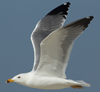 Larus armenicus