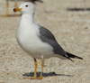 Larus armenicus