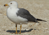 Larus armenicus