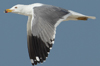 Larus armenicus
