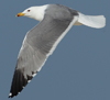 Larus armenicus