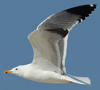 Larus armenicus