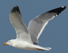 Larus armenicus