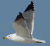 Larus armenicus