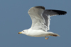 Larus armenicus