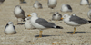 Larus armenicus