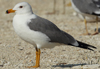Larus armenicus
