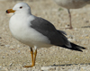 Larus armenicus
