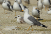 Larus armenicus