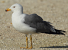 Larus armenicus