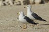 Larus armenicus