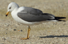 Larus armenicus