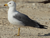 Larus armenicus