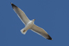 Larus armenicus