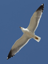 Larus armenicus