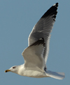 Larus armenicus