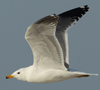 Larus armenicus