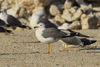 Larus armenicus