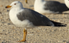 Larus armenicus