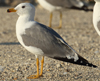 Larus armenicus
