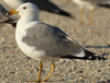 Larus armenicus