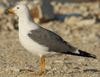 Larus armenicus