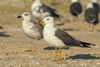 Larus armenicus