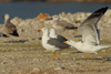 Larus armenicus