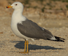 Larus armenicus