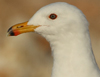 Larus armenicus