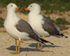 Larus armenicus